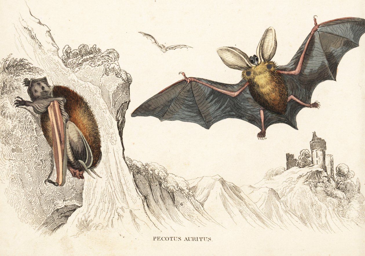Murciélago orejudo pardo o murciélago orejudo común. Grabado en acero coloreado a mano de la Galería de Historia Natural de Georg Friedrich Treitschke, Naturhistorischer Bildersaal des Thierreiches, Liepzig-1842. de Unbekannter Künstler