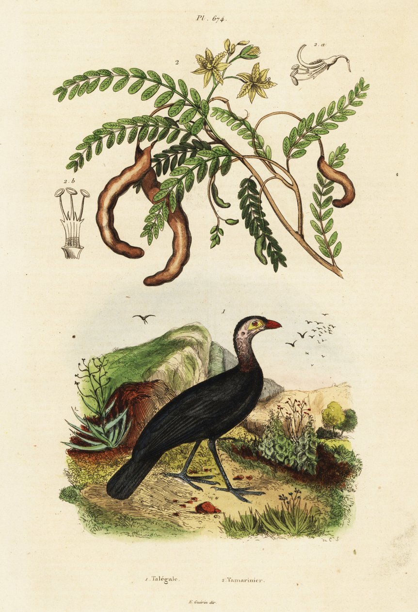 Burdeos y tamarindo, 1834-1839 (grabado) de Unbekannter Künstler