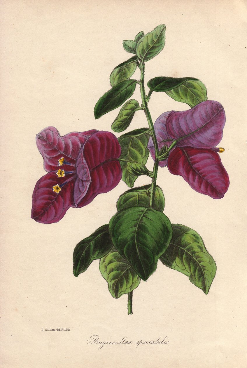 Buginvillaea spectabilis (La buganvilla o buganvilla). Litografía coloreada a mano dibujada por Samuel Holden para Sir Joseph Paxton en "Magazine of Botany", Londres, W.S. Orr. de Unbekannter Künstler