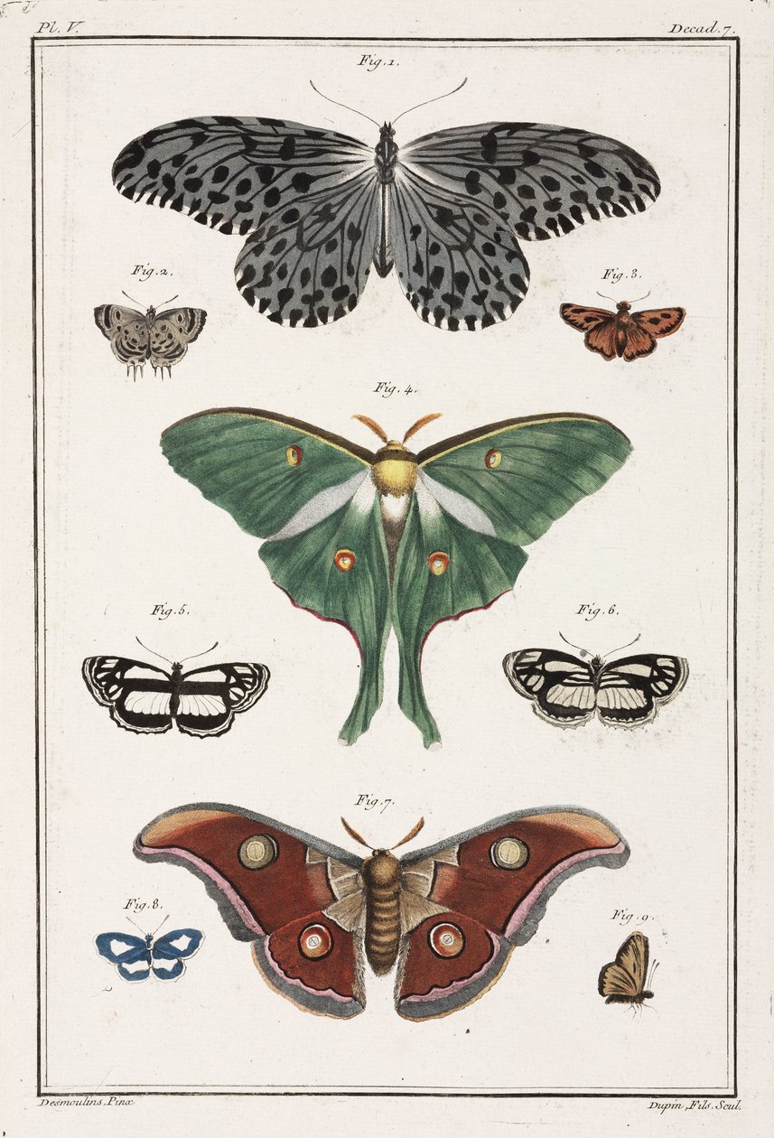 Mariposas de Unbekannt
