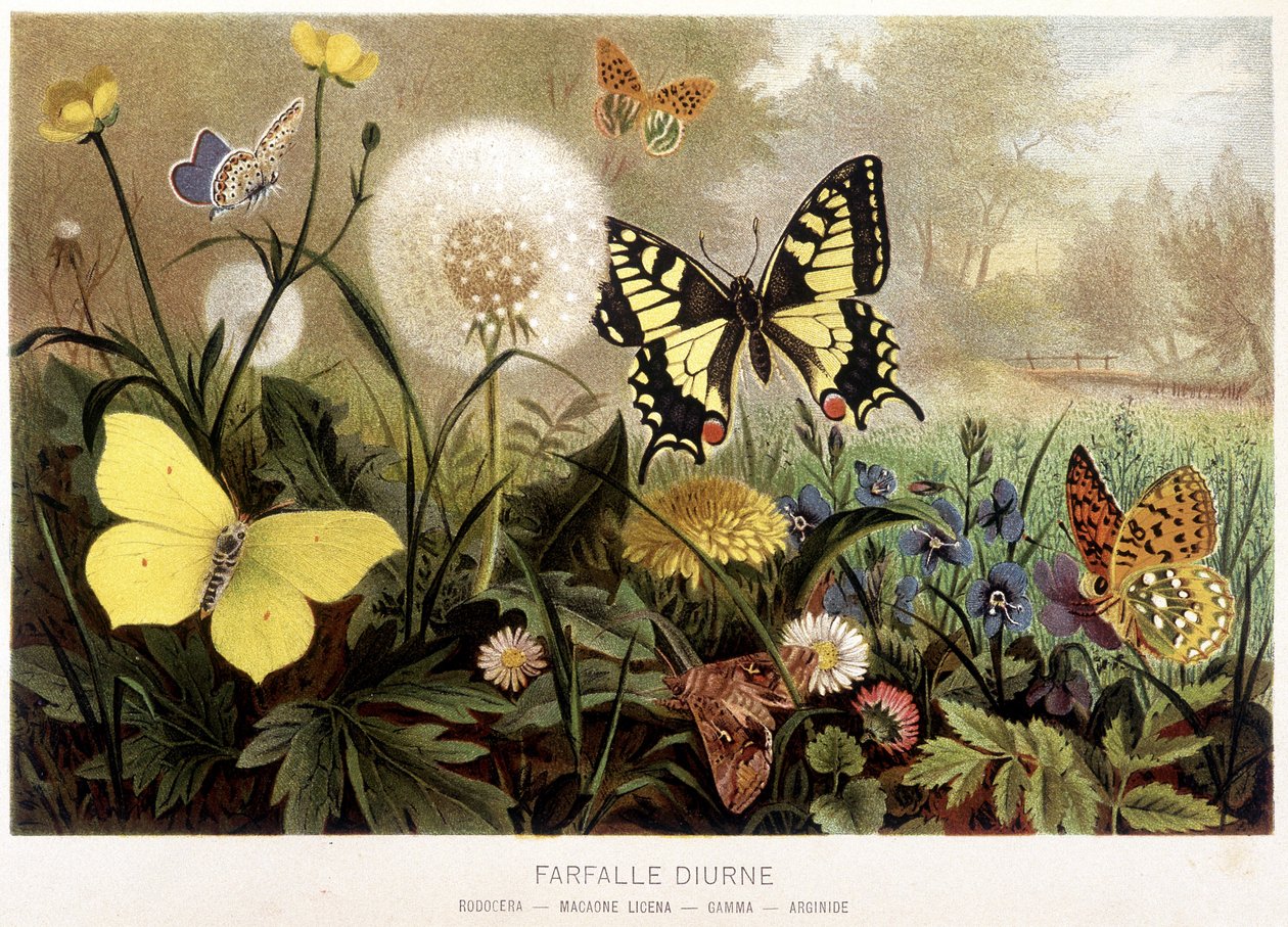Mariposas en la nieve en “La Vida de los animales” por A.E. Brehm, Torino de Unbekannt