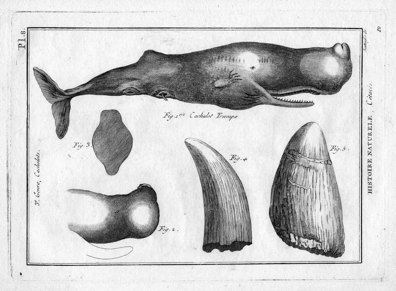 Cachalot trumpo (a trompe) en "Painting Encyclopedique et Methodique des trois Regnes de la Nature" de Pierre Joseph Bonnaterre (1762-1804). París 1784. de Unbekannter Künstler