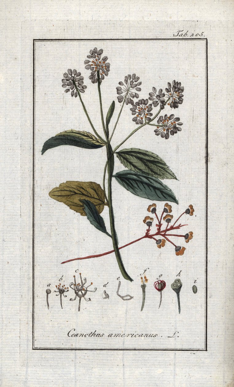 Lila de California (Ceanothus americanus). Litografía de "Afbeelding der Artseny-Gewassen" de Johannes Zorn (1739-1799), Países Bajos. de Unbekannter Künstler