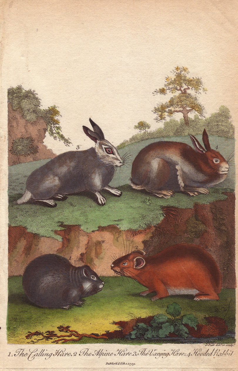 Liebre de llamada, liebre alpina, liebre variable y conejo de capucha Oryctolagus cuniculus, Lepus capensis, Lepus timidus de Unbekannter Künstler