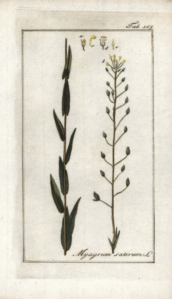 Camelina o lino basardo o sésamo de Alemania (Camelina sativa). Litografía de "Afbeelding der Artseny-Gewassen" de Johannes Zorn (1739-1799), Países Bajos. de Unbekannter Künstler