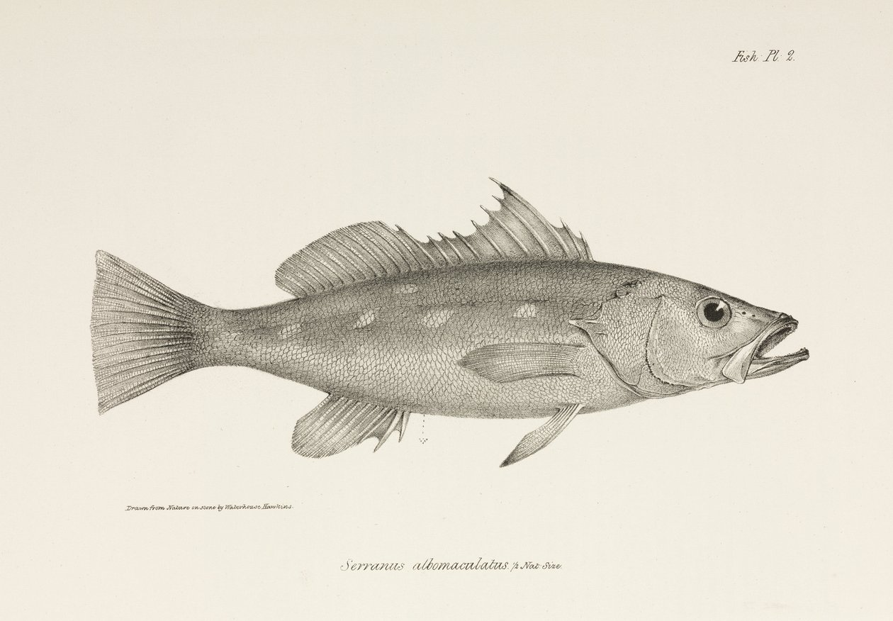 Camotillo, Océano Pacífico, c 1832-1836 de Unbekannter Künstler