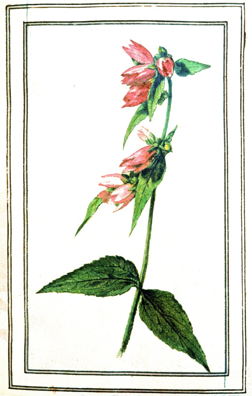 Campanula común de Unbekannter Künstler