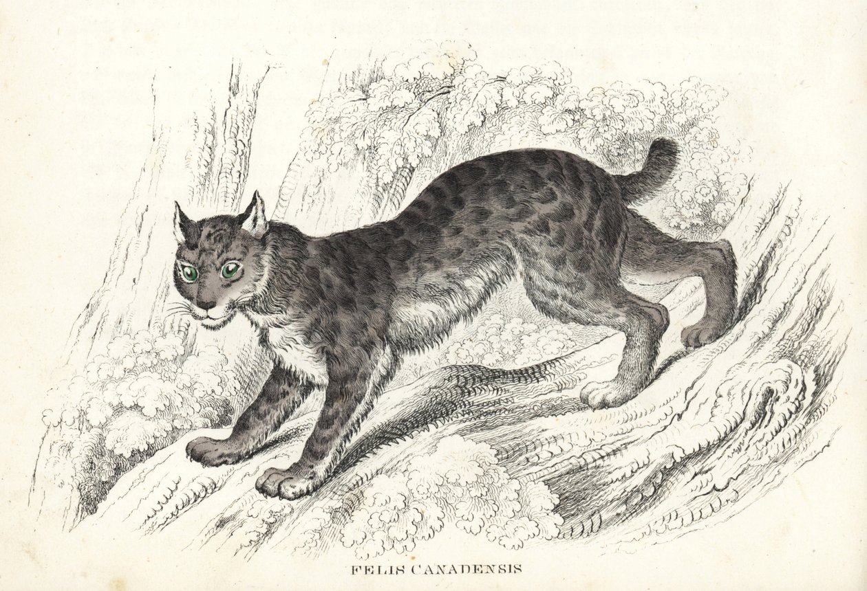 Lince canadiense, Lynx canadensis (Felis canadensis). Litografía coloreada a mano de la Galería de Historia Natural de Georg Friedrich Treitschke, Naturhistorischer Bildersaal des Thierreiches, Liepzig-1842. de Unbekannter Künstler