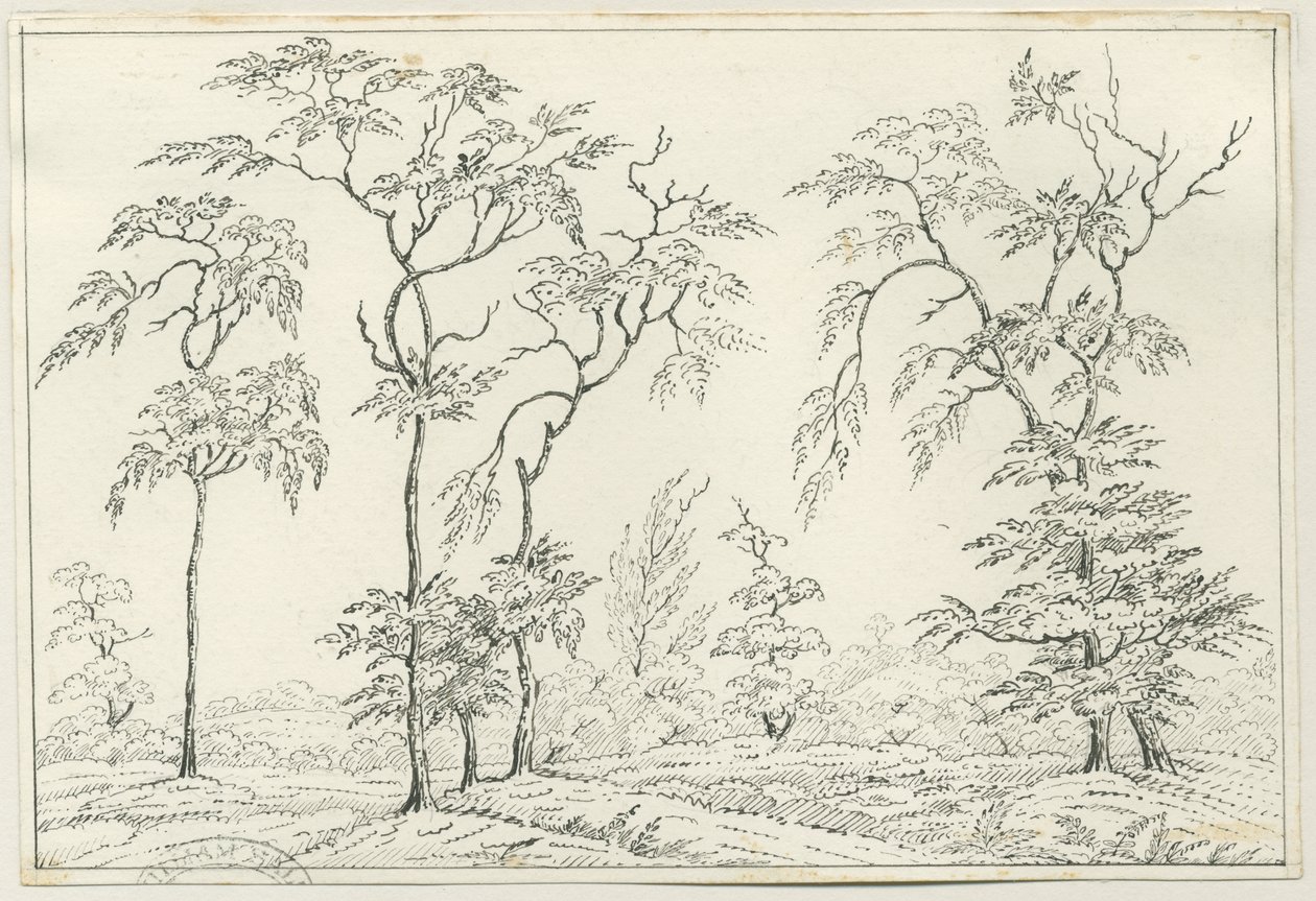 Cannock Chase: dibujo a pluma y lápiz, nd [?siglo XIX] de Unbekannt