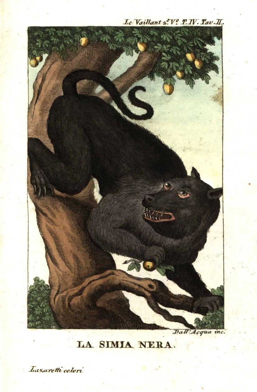 Babuino del Cabo o babuino chacma, Papio ursinus. De Francois Le Vaillant (Levaillant de Unbekannter Künstler
