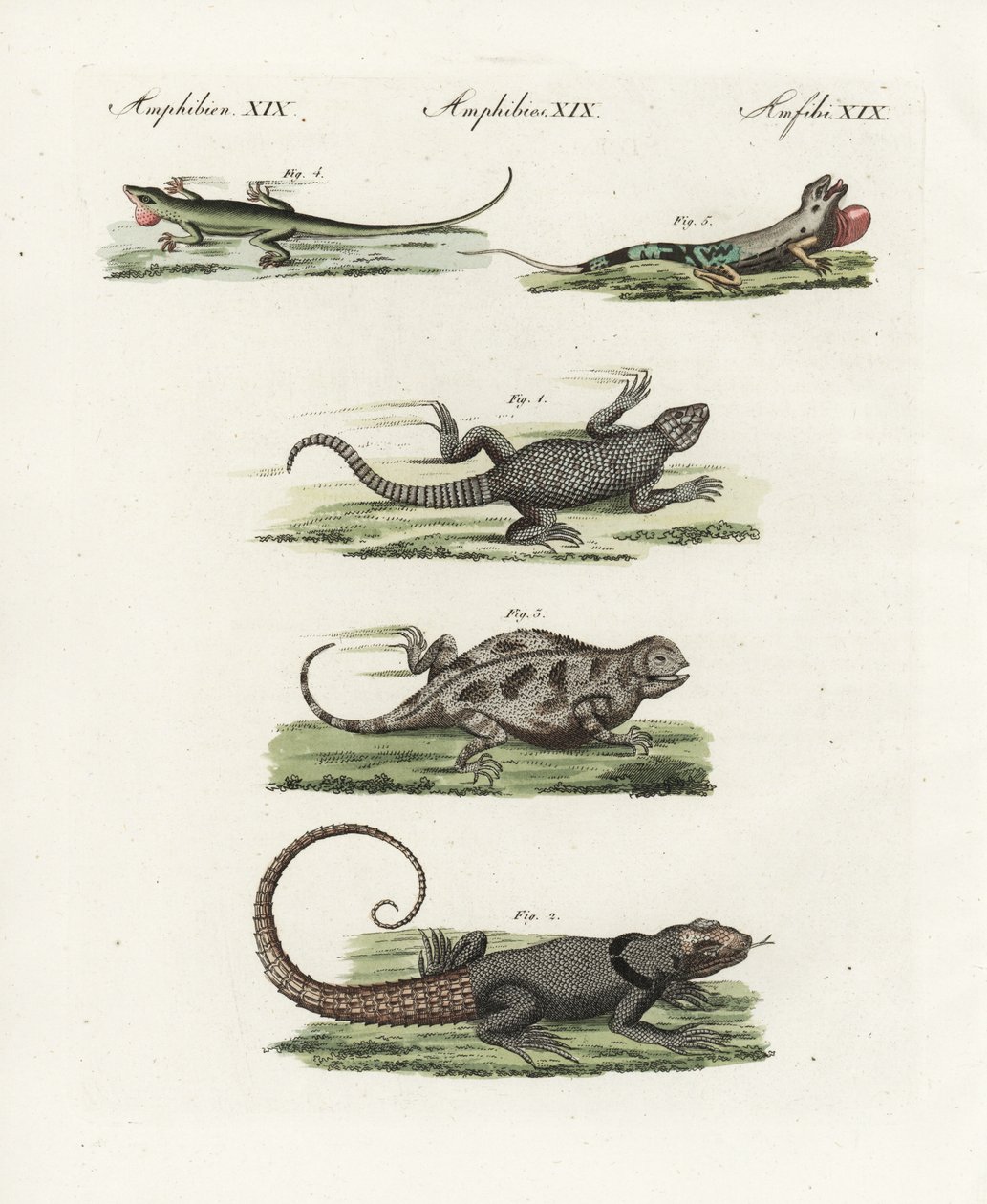 Lagarto ceñudo del Cabo (saurio africano), Cordylus cordylus 1, vencejo de Madagascar de Cuvier (lezardo de Madagascar), Oplurus cuvieri 2, lagarto cornudo de montaña (lezardo a cuerno), Phrynosoma orbiculare 3, anole jamaicano (lezardo de Jamaique), Anoli de Unbekannter Künstler