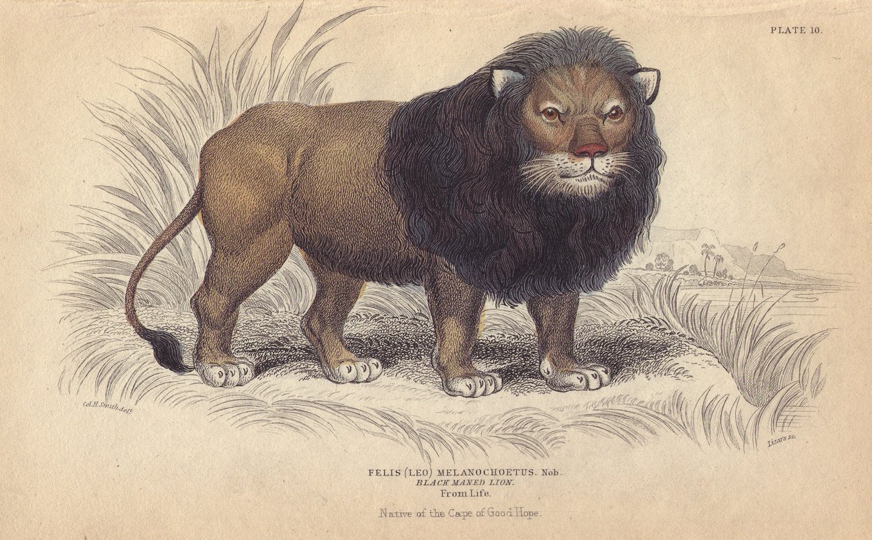 León del Cabo. Litografía de William Lizars, basada en un dibujo de Charles Hamilton Smith, para "Bibliotheque naturaliste, mammals, les felins", de Sir William Jardine, publicada en 1834 en Edimburgo (Escocia). de Unbekannter Künstler