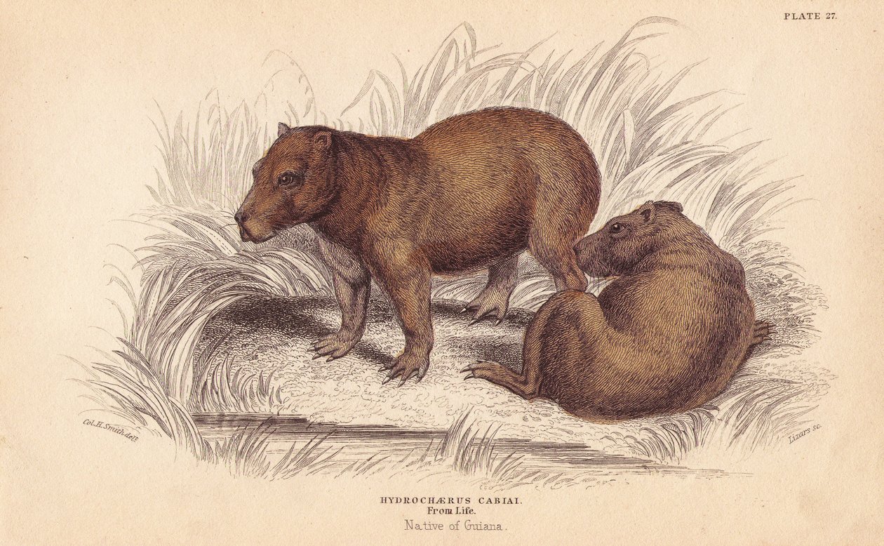 Capybara von Unbekannter Künstler