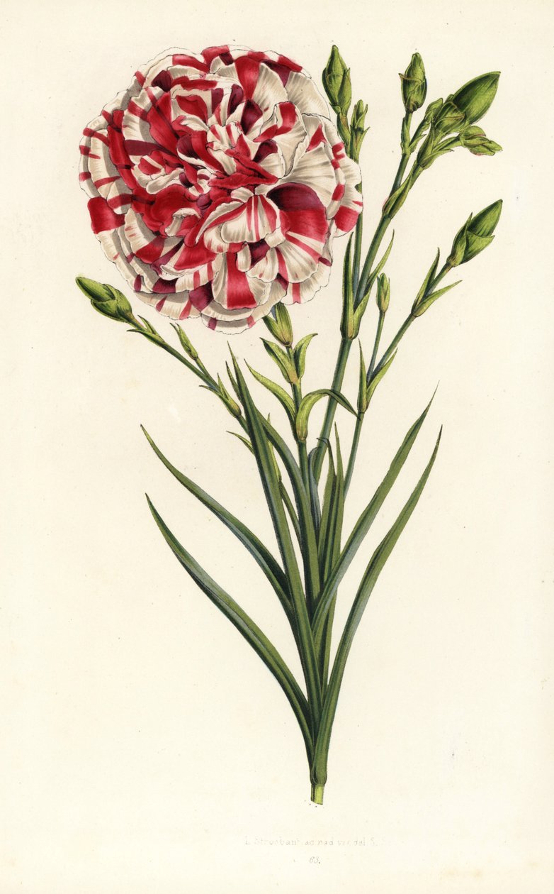 Híbrido de clavel, Luis Napoleón, Dianthus caryophyllus. Litografía coloreada a mano de la obra de Louis van Houtte y Charles Lemaire Flores de los jardines e invernaderos de Europa, Flore des Serres et des Jardins de l