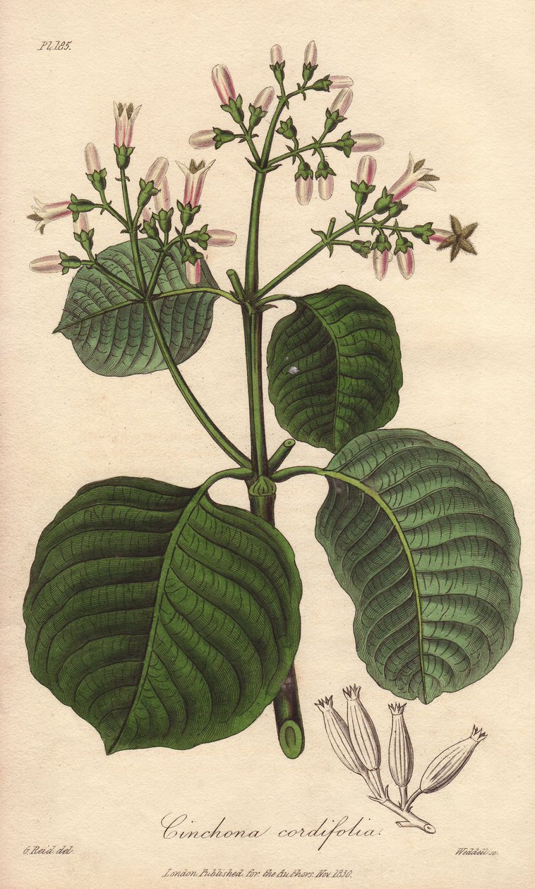 Corteza de Cartagena, Cinchona cordifolia de Unbekannter Künstler
