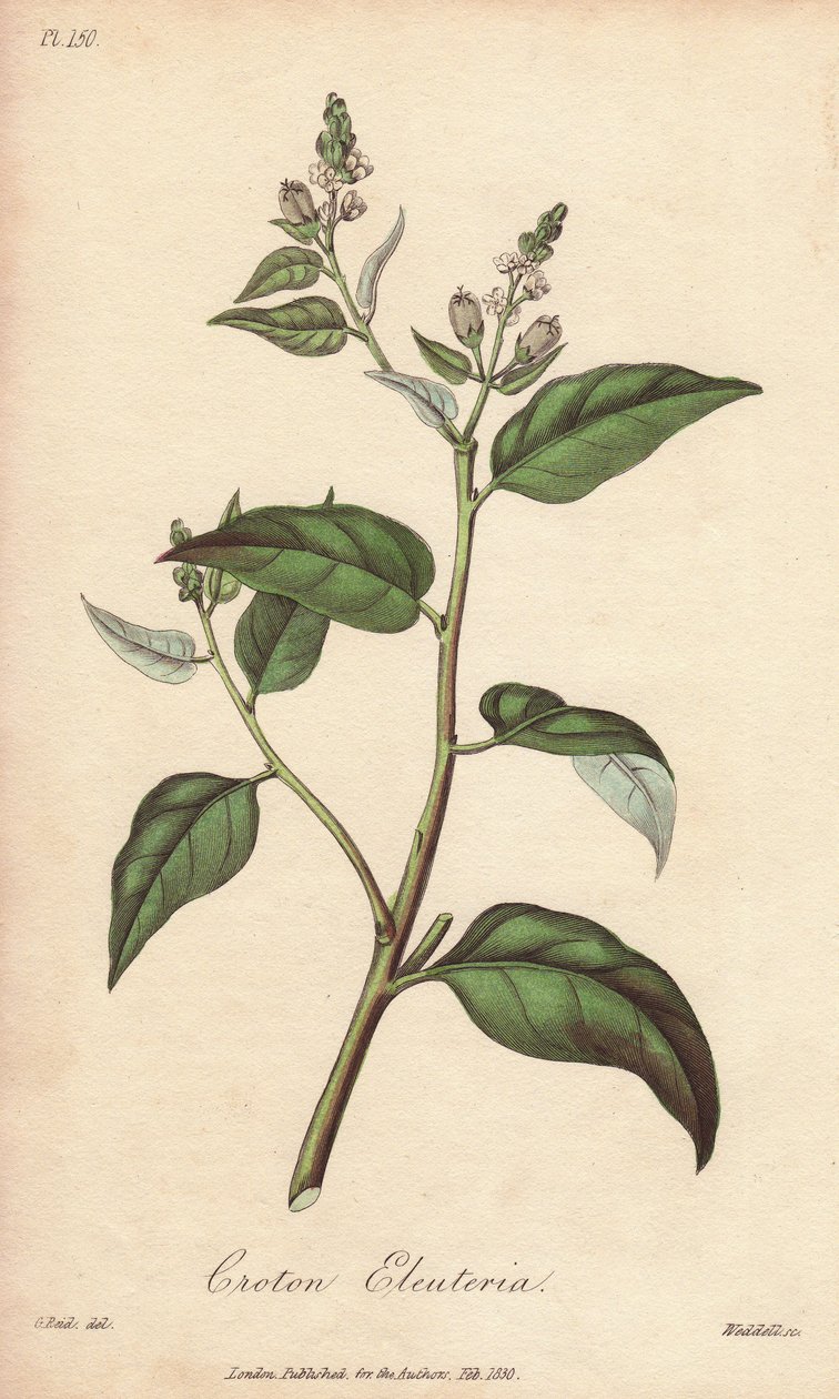 Cascarilla (Croton eleuteria) - Agua fuerte de William Clarke para ilustrar "Medical Botanical, Description of the Medicinal Plants of London, Edinburgh and Dublin" de John Stephenson y James Morss Churchill, publicado en Londres por John Churchill en 1 de Unbekannter Künstler