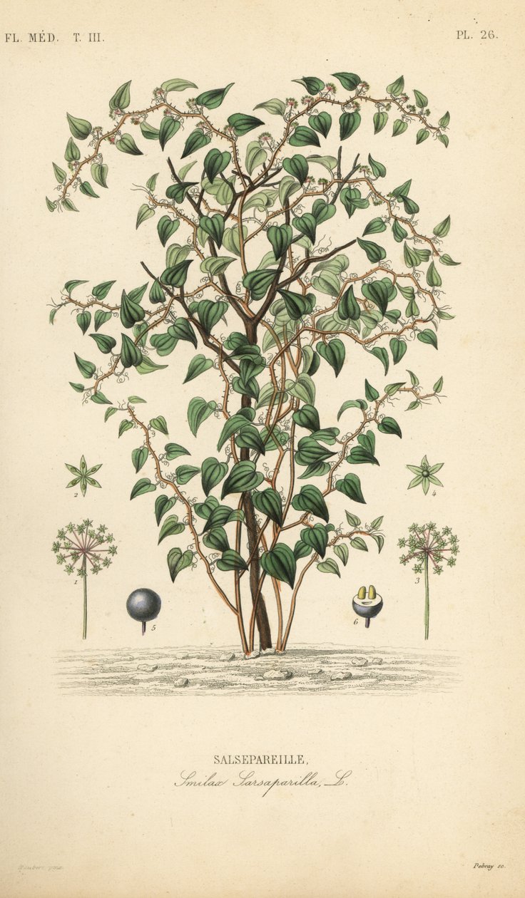 Zarzaparrilla verde, Smilax glauca, Salsepareille, grabado en acero a mano por Debray después de una ilustración botánica de Edouard Maubert de Pierre Oscar Reveil de Unbekannt