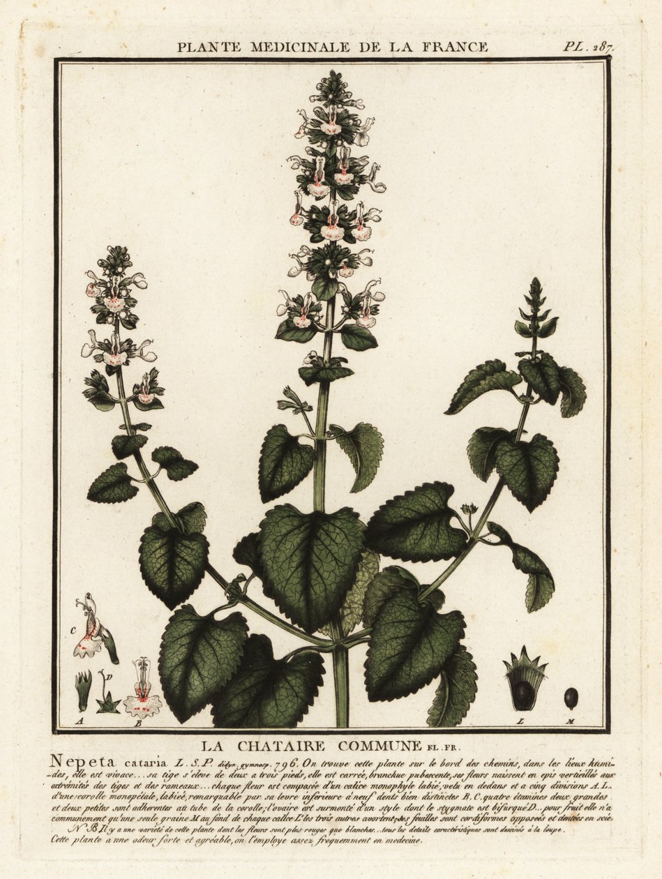 Hierba gatera, Nepeta cataria. de Unbekannter Künstler