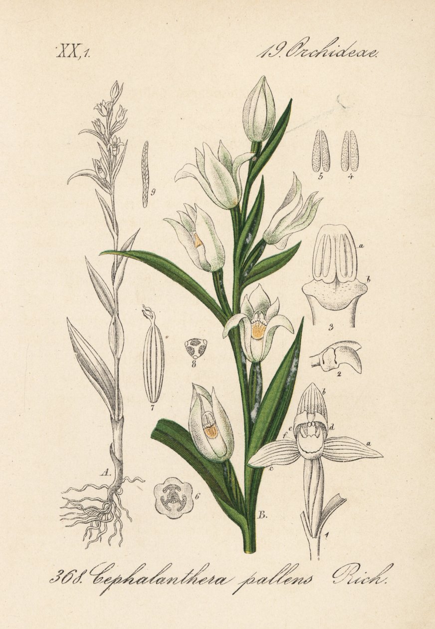 Cephalanthere longifolia (Cephalanthera pallens) - Eléboro de hoja larga, Cephalanthera longifolia (Cephalanthera pallens). Litografía coloreada a mano de la Flora alemana (Flora von Deutschland) de Diederich von Schlechtendal, Jena. de Unbekannter Künstler