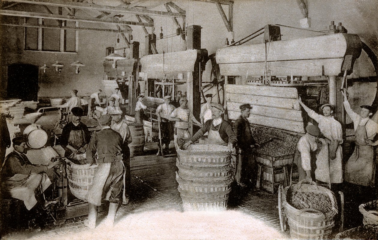 Champagne: prensado de uvas en la casa de cosecha Saint-Helene, casa Moet & Chandon Epernay, principios del siglo XX de Benjamin Baud