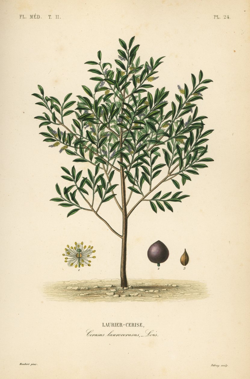 Laurel cerezo o laurel inglés, Prunus laurocerasus de Unbekannt