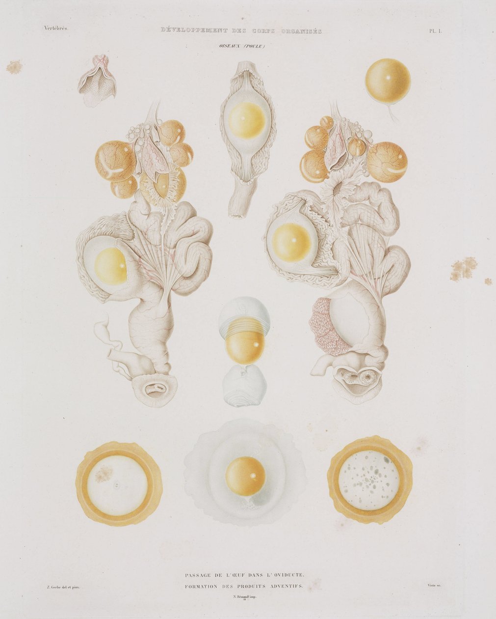 Huevo de gallina en el oviducto, c.1847-1859 de Unbekannt