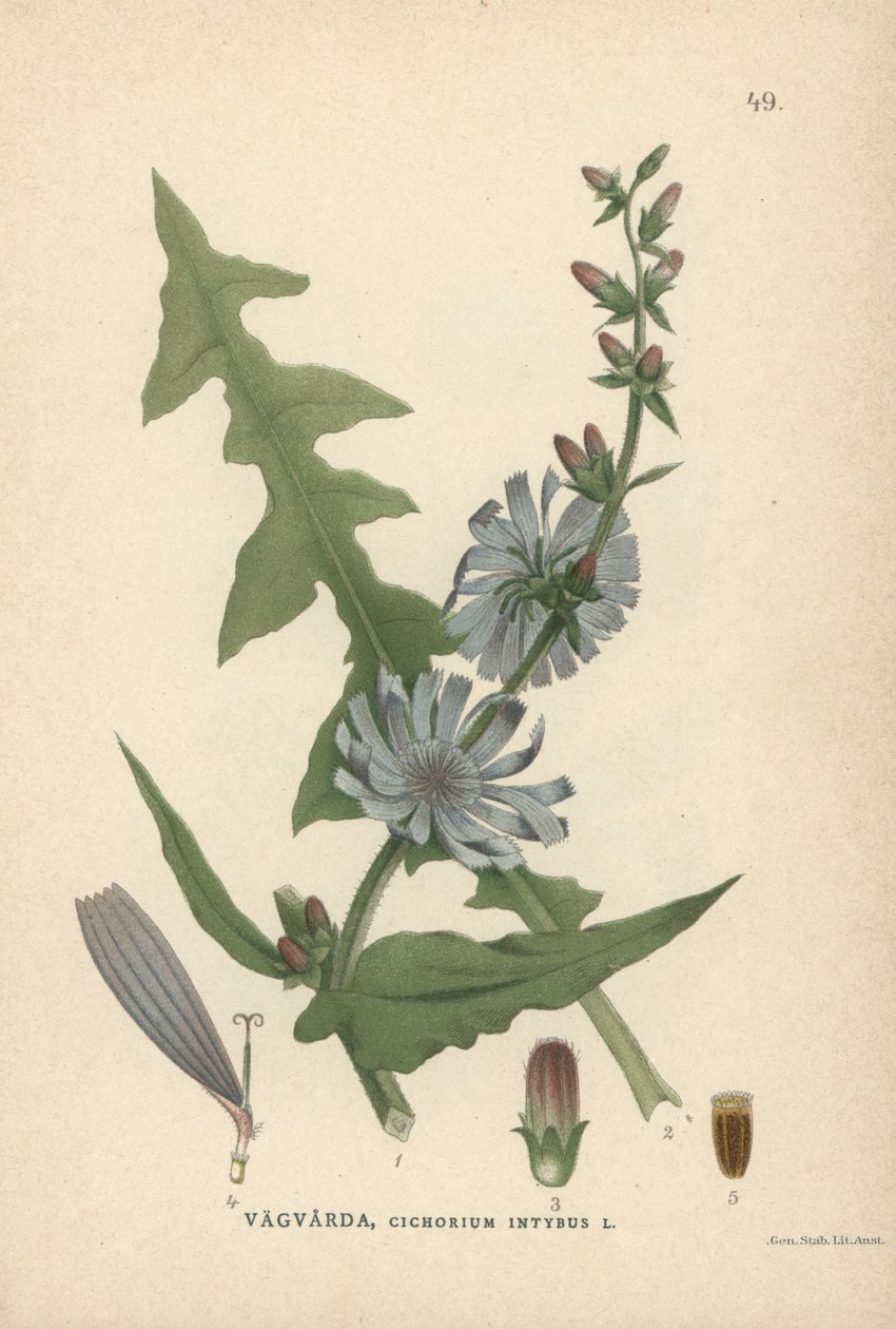 Achicoria, Cichorium intybus de Unbekannter Künstler