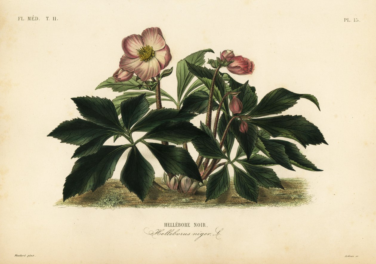 Rosa de Navidad o heléboro negro, Helleborus niger de Unbekannt