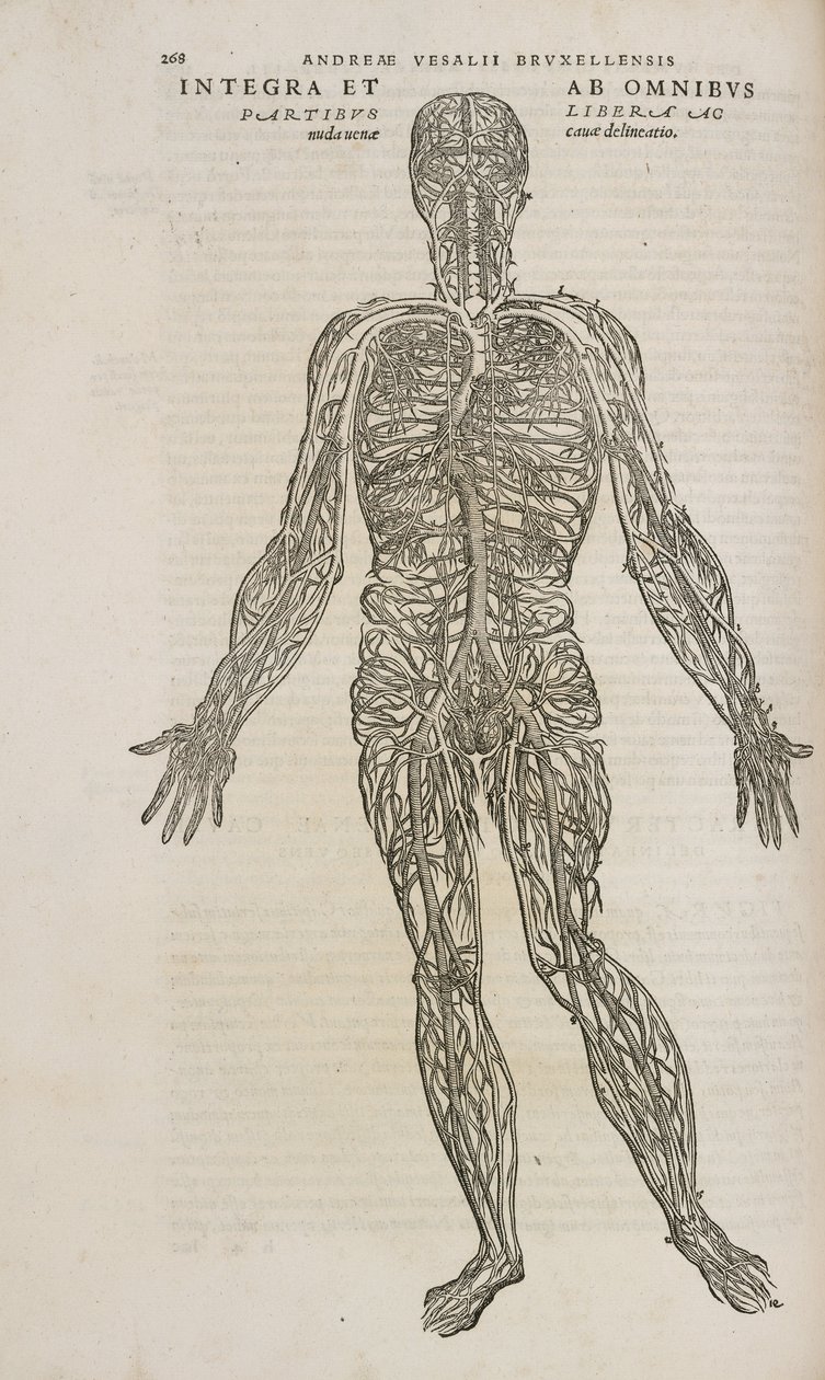 Circulación el sistema venoso del cuerpo humano masculino de Unbekannt