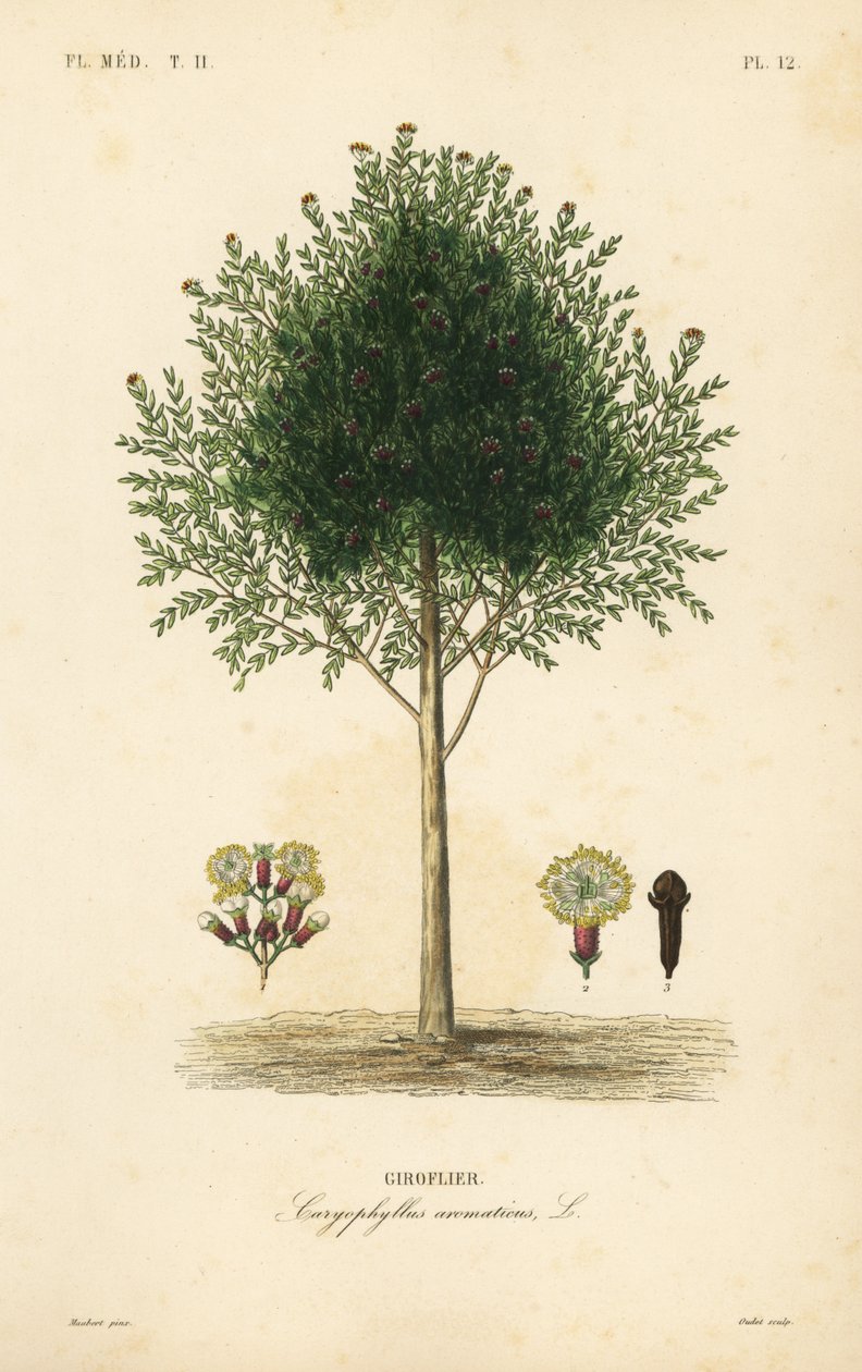 Clavo de olor, Syzygium aromaticum de Unbekannt