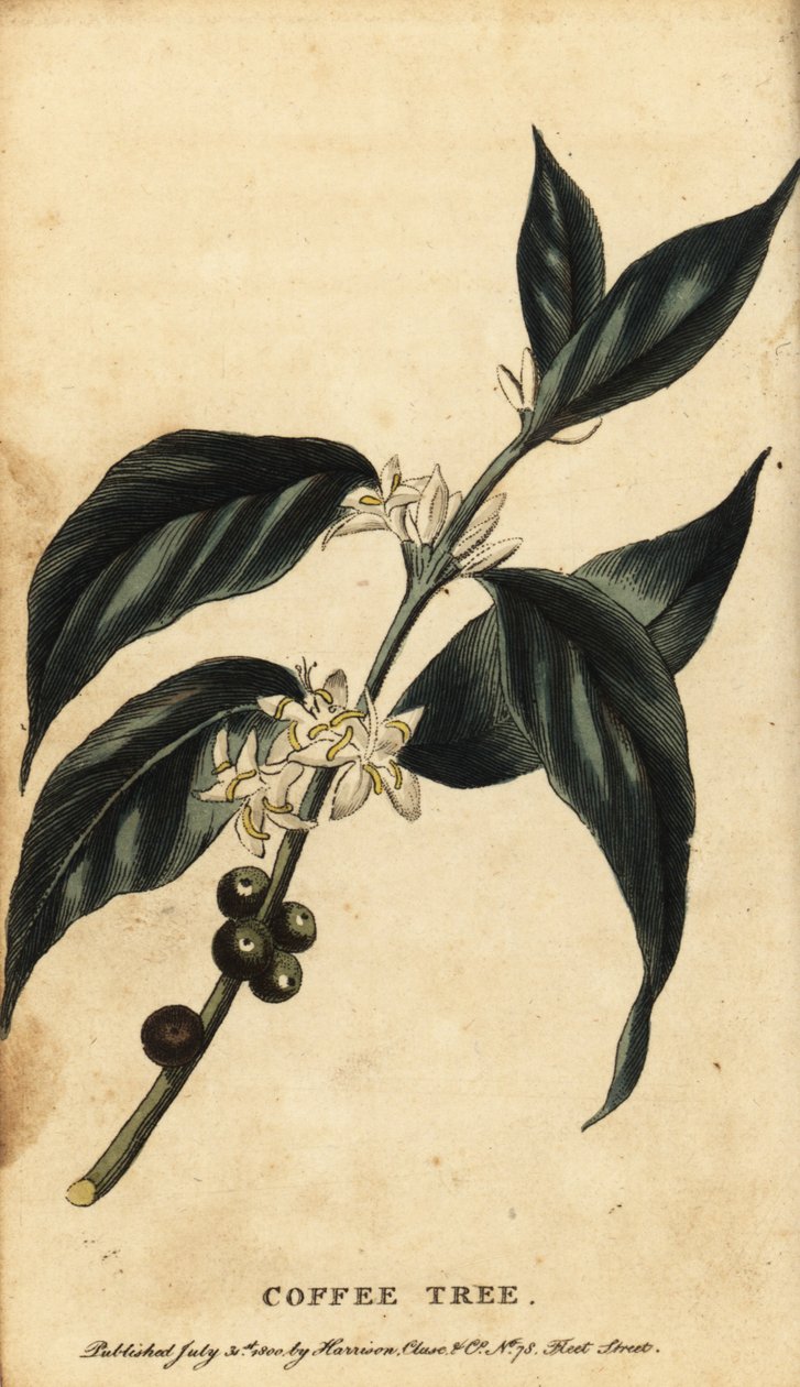 Árbol del café, Coffea arabica. ,1800 (grabado) de Unbekannter Künstler