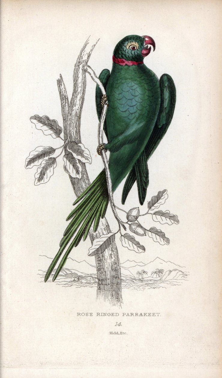 Periquito de collar, Psittacula krameri. Psittacus torquatus. Litografía de Joseph Kidd, basada en un dibujo de John Audubon, en Miscellany of Natural History: Parrots, Sir Thomas DiK Lauder and Captain Thomas Brown, publicada en Edimburgo, Escocia, en 183 de Unbekannter Künstler