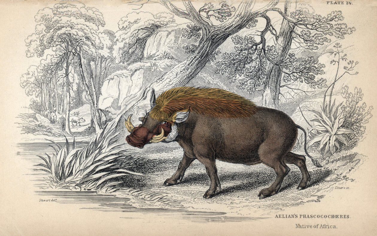 Faco común africano (Phaochoerus africanus). Grabado al cobre de William Lizars, basado en un dibujo de James Stewart, publicado en la Naturalist Library: mammals, pachyderms and quadrupedes with fine skin, editada por W. H. Lizars, en Edimburgo, Escocia. de Unbekannter Künstler