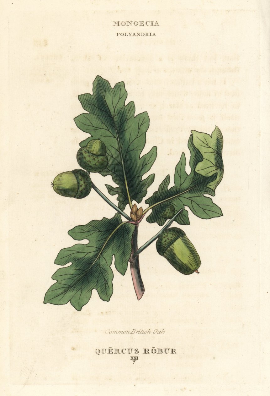 Roble común británico, Quercus robur. Grabado en cobre coloreado a mano según una ilustración de Richard Duppa de su obra The Clours and Orders of the Linnaean System of Botany, Longman, Hurst, Londres. de Unbekannter Künstler