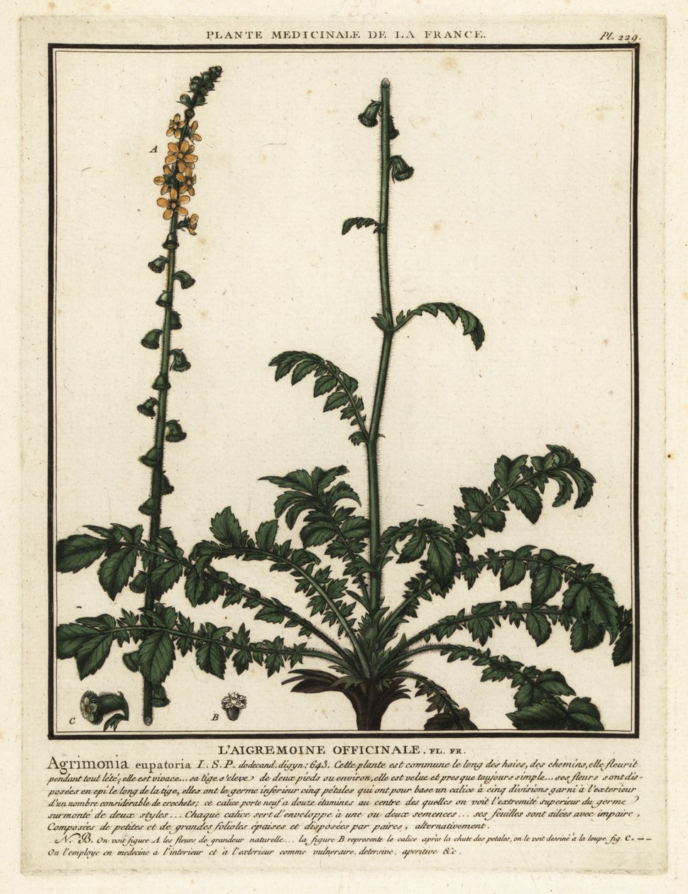 Agrimonia común, Agrimonia eupatoria. de Unbekannter Künstler