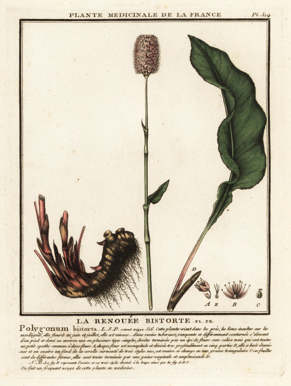Bistort común, Persicaria bistorta. de Unbekannter Künstler