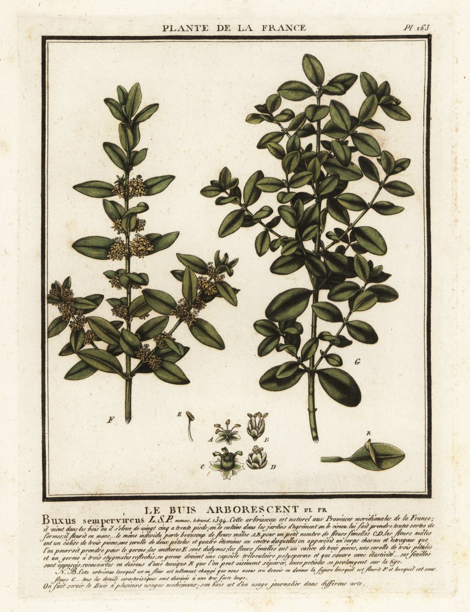 Common box, Buxus sempervirens. de Unbekannter Künstler