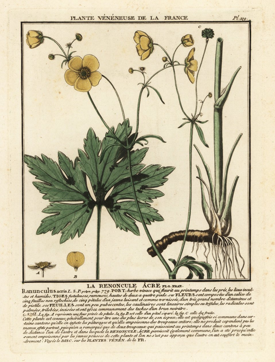 Ranúnculo común, Ranunculus acris. de Unbekannter Künstler
