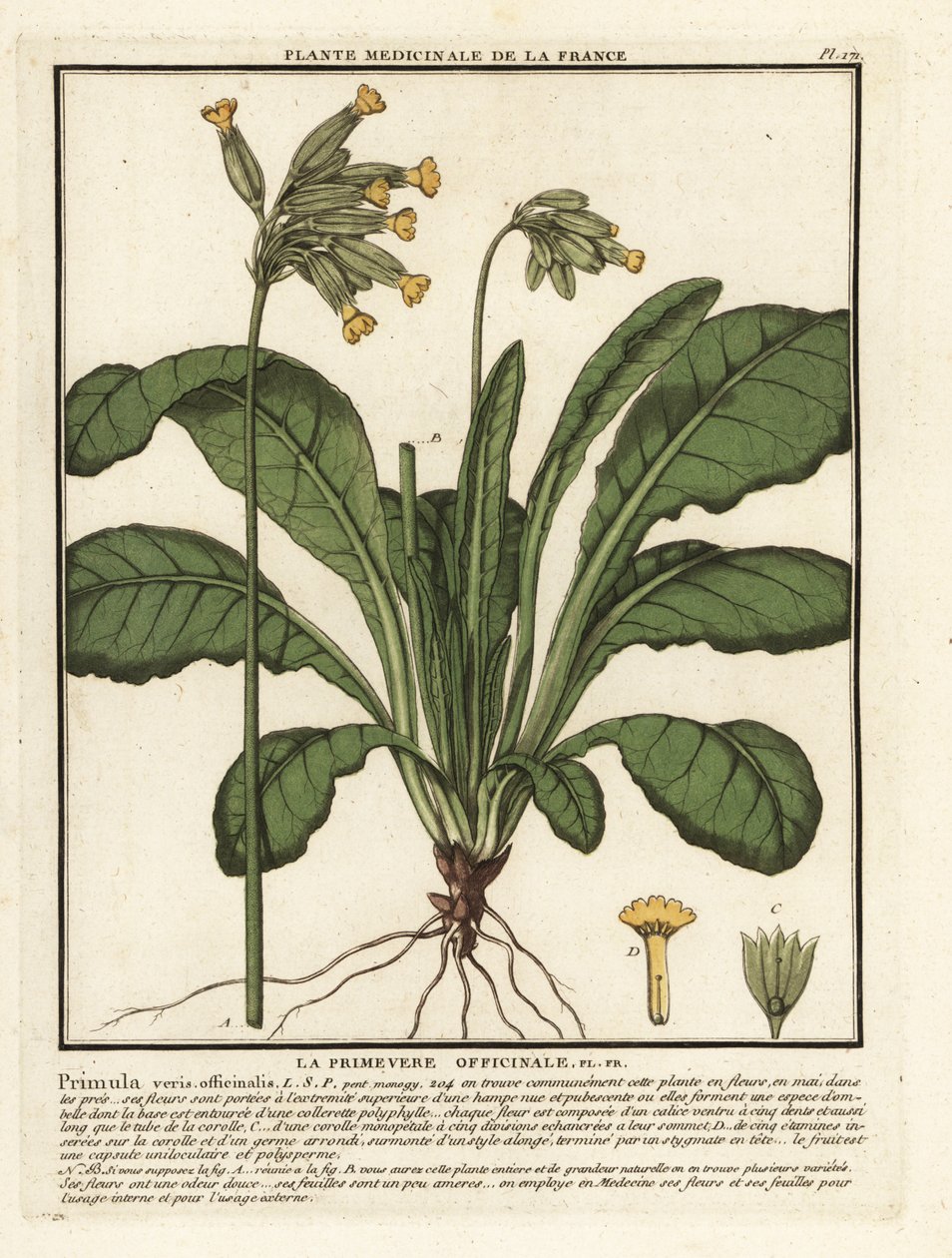 Cowslip común o cowslip primrose, Primula veris. de Unbekannter Künstler