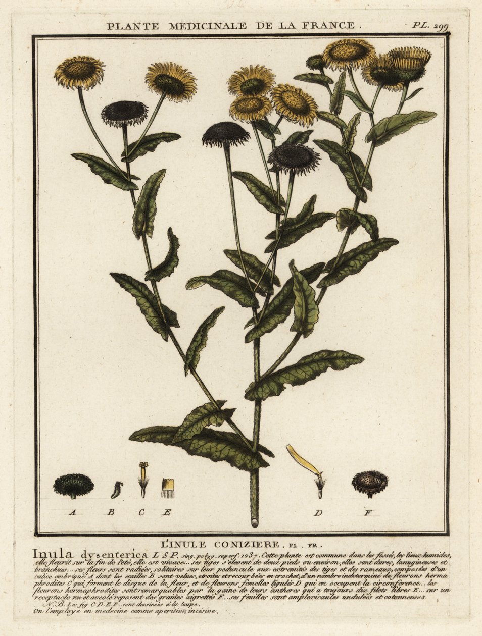 Fleabane común, Pulicaria dysenterica. de Unbekannter Künstler