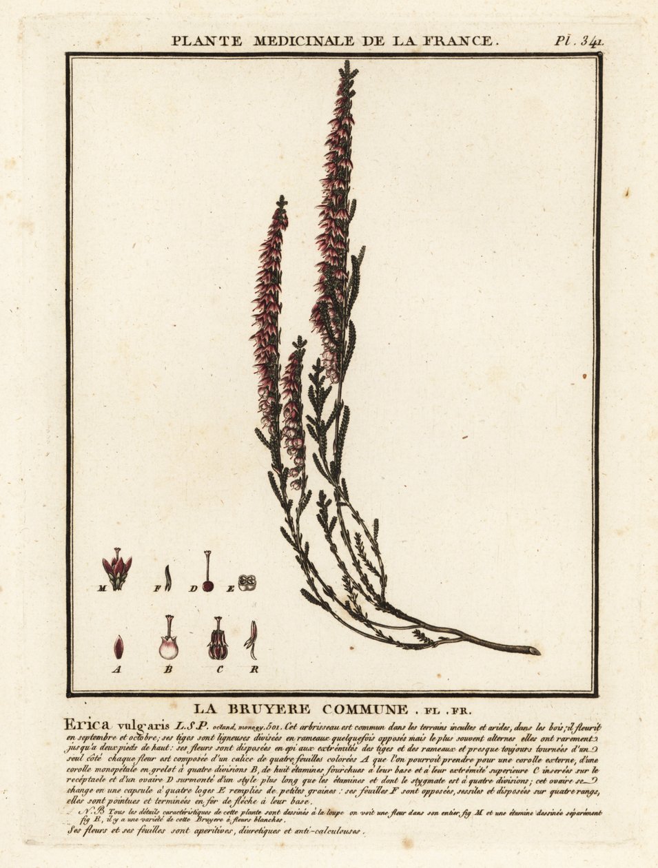 Brezo común, Calluna vulgaris. de Unbekannter Künstler