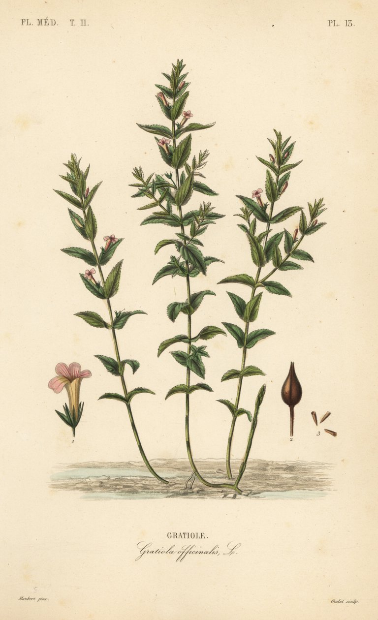Graciola común o hierba de la gracia, Gratiola officinalis, Graciola de Unbekannt