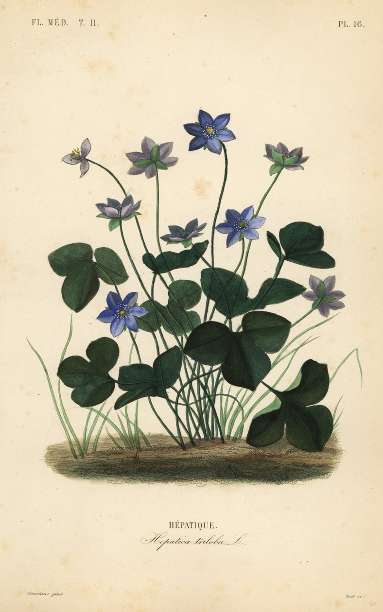 Hepática común o hierba del hígado, Anemone hepatica de Unbekannt