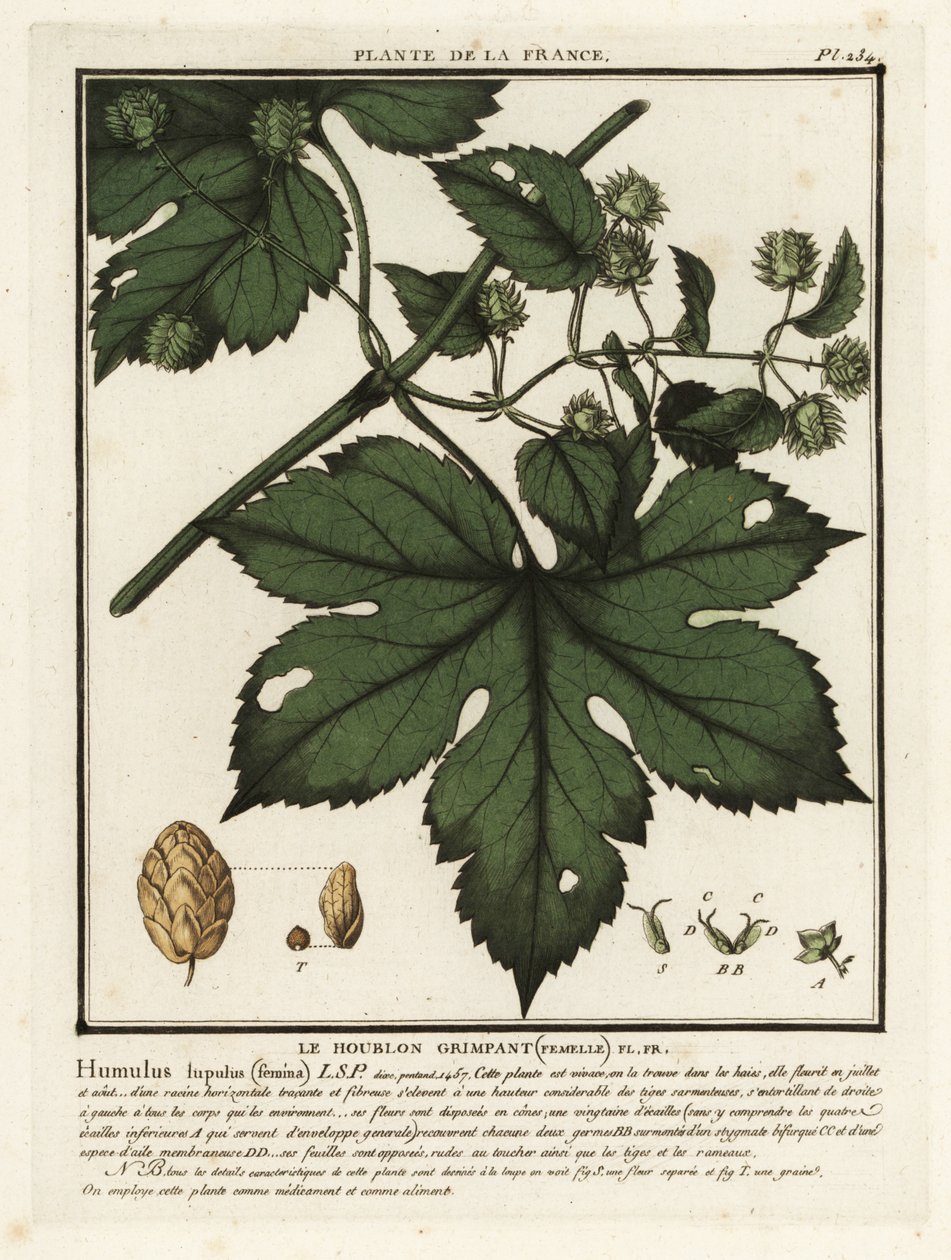 Lúpulo común, Humulus lupulus. de Unbekannter Künstler