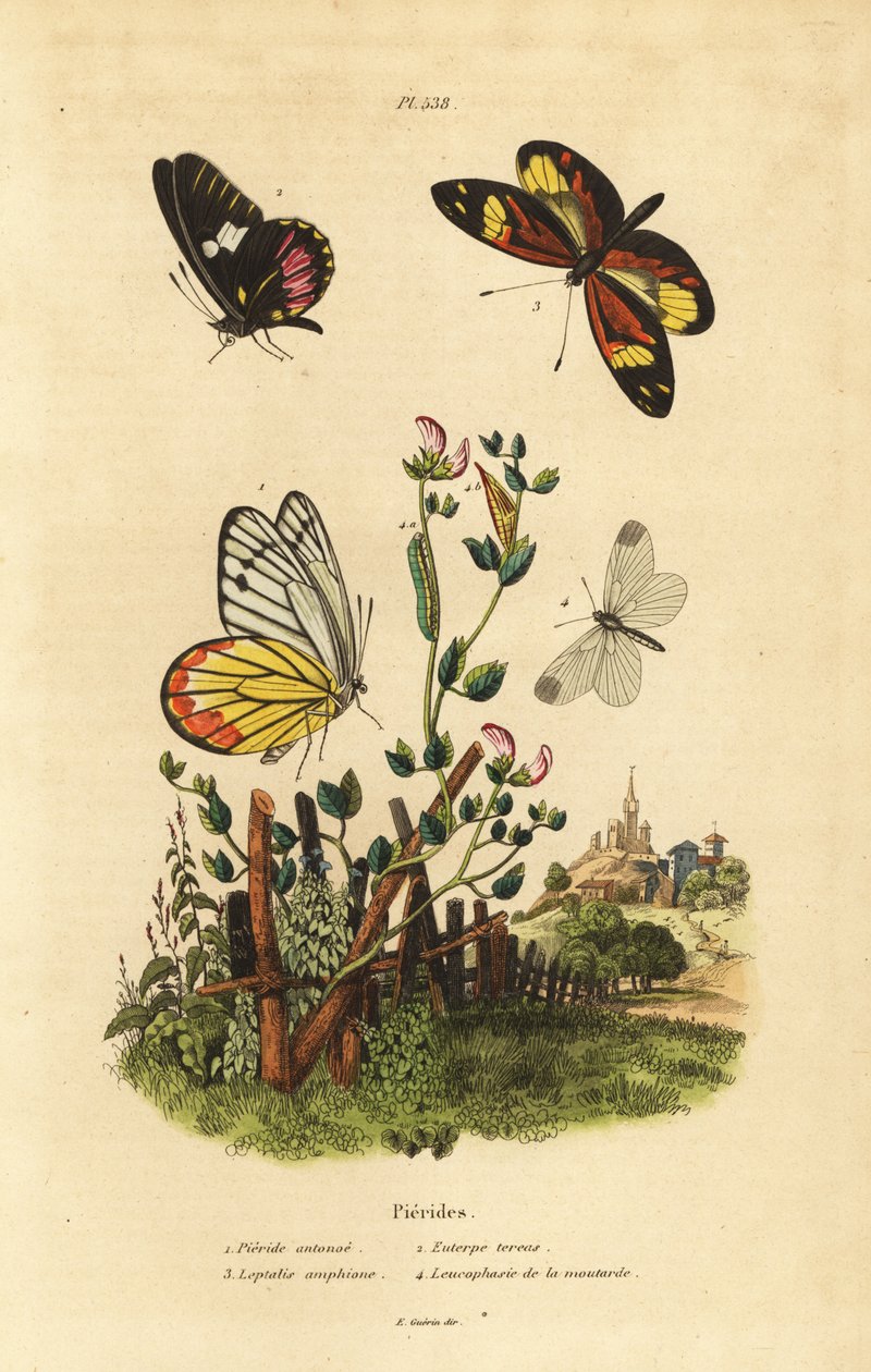 Mariposa común jezabel, Delias eucharis, Archonias brassolis, Dismorphia amphione, Leptidea sinapis de Unbekannt