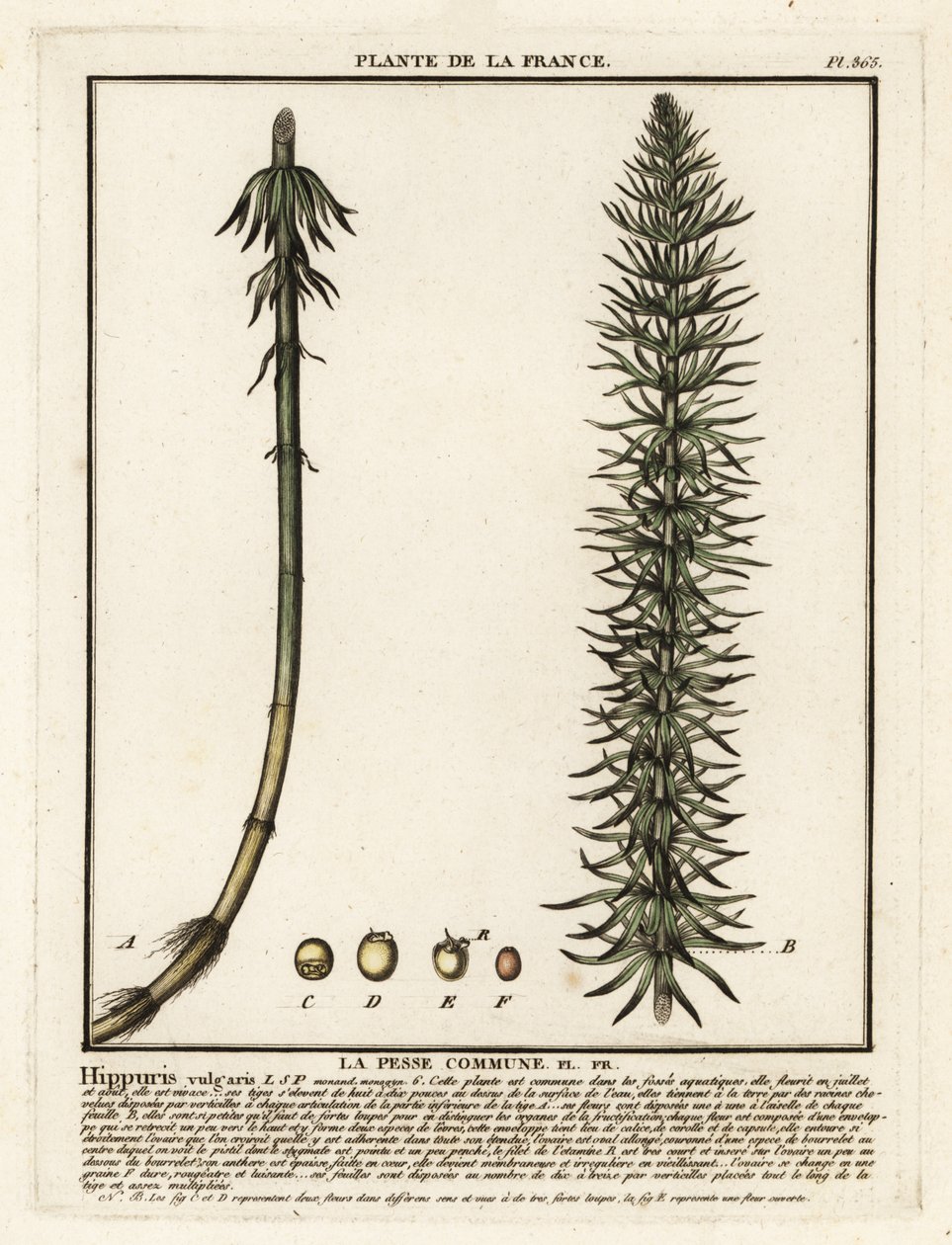 Cola de yegua común, Hippuris vulgaris. de Unbekannter Künstler
