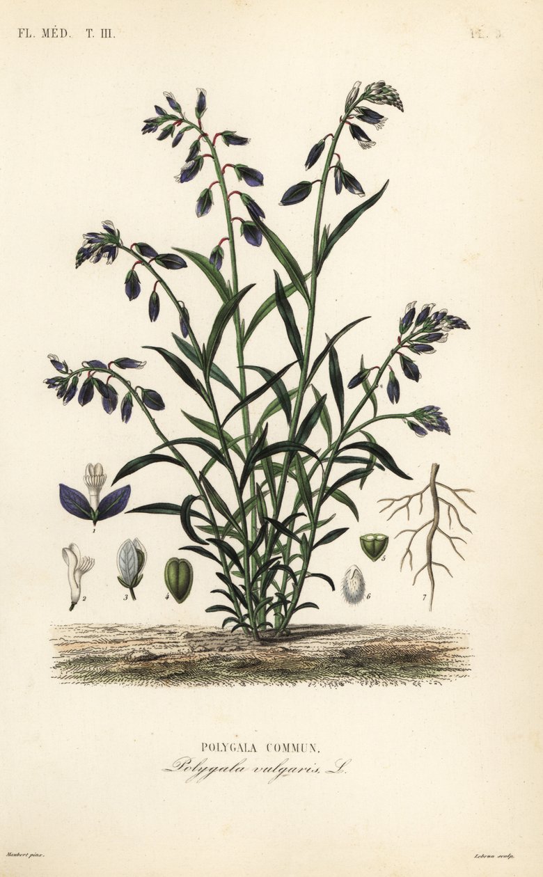 Polígala común, Polygala vulgaris de Unbekannt