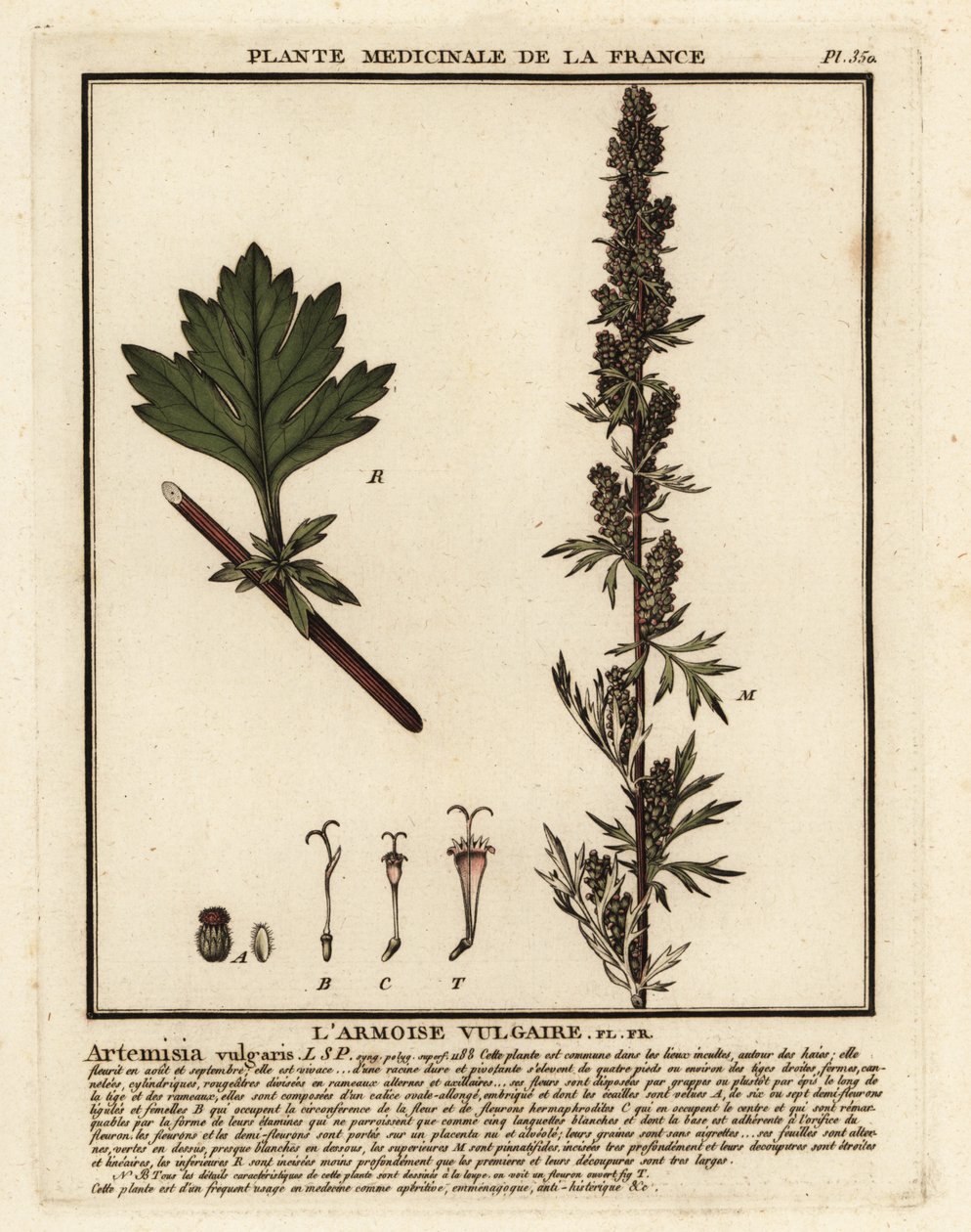 Artemisa común, Artemisia vulgaris. de Unbekannter Künstler