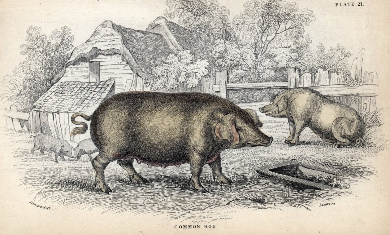 Cerdo común (Sus domestica) en una pocilga. Grabado en cobre de William Lizars, basado en un dibujo de James Stewart, publicado en la Naturalist Library: mammals, pachyderms and quadrupedes with fine skin, editada por W. H. Lizars, en Edimburgo, Escocia. de Unbekannter Künstler