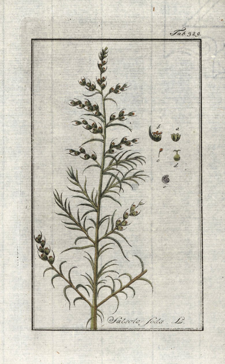Sosa común (Salsola soda). Litografía de "Afbeelding der Artseny-Gewassen" de Johannes Zorn (1739-1799), Países Bajos. de Unbekannter Künstler